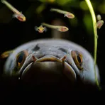 Channa Fish Wallpaper HD логотип