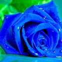 Blue Rose Live Wallpaper логотип