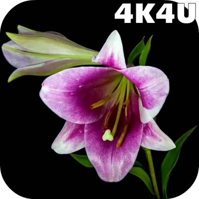 4K Flowers Video Live Wallpapers