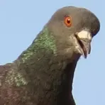 Птицы атакуют логотип