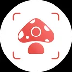  Picture Mushroom — Mushroom ID логотип