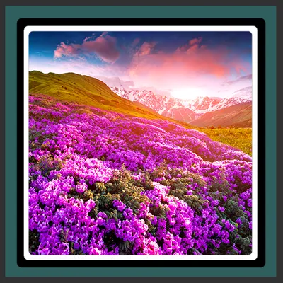 Live Wallpapers Spring Flowers