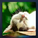 Relax Music for Cats логотип