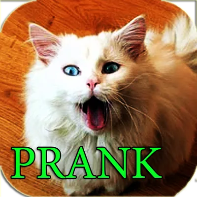 Prank Cat Asks For Food