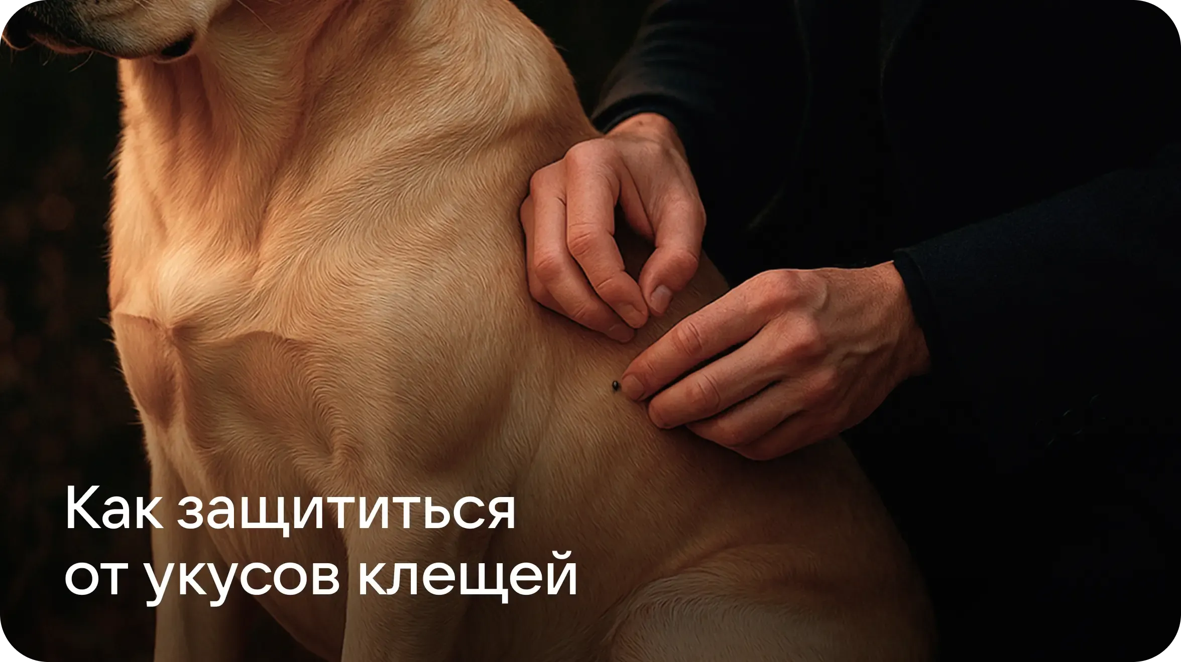 Клещи у людей и животных: защита, диагностика и полезные приложения из RuStore