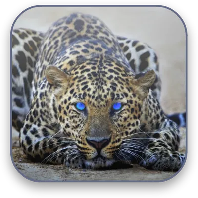 Leopard Free Video Wallpaper