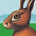 Math Bunny логотип