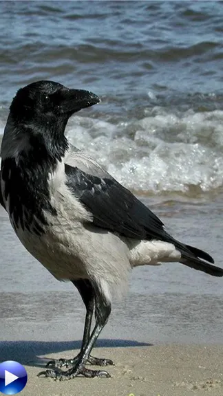 Скриншот 3/6