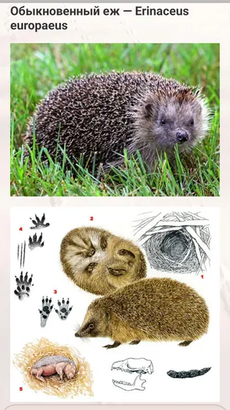 Скриншот 4/8