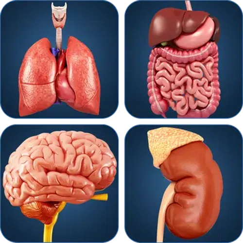 My Organs Anatomy — скачать для Android 0,0★ бесплатно 📱 в RuStore
