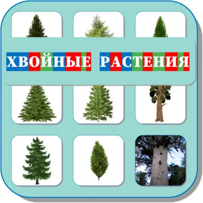 Карточки Логопеда Хвойные Растения (146)