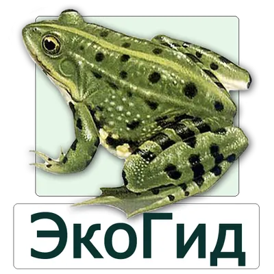 ЭкоГид: Амфибии