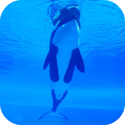 Orca Killer Whale Video Wallpaper