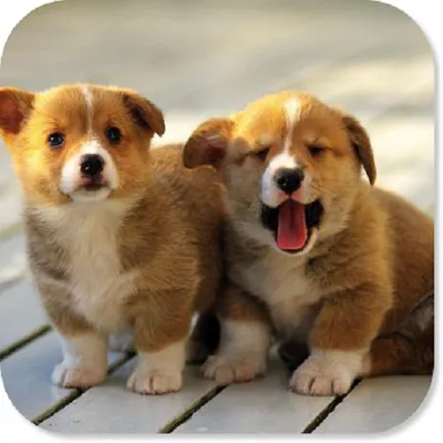 Cute Puppy HD Wallpapers