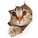 Милые котики обои HD+ логотип