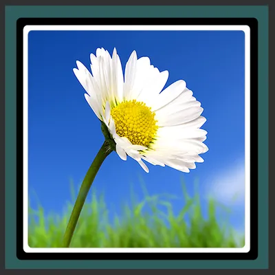 Live Wallpapers – Daisy