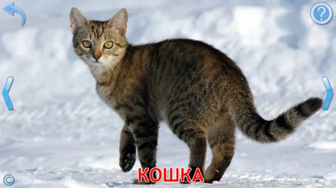 Скриншот 2/8