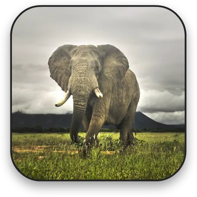 Elephant Free Video Wallpaper