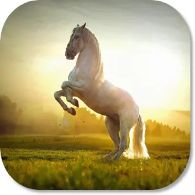 Horse HD Wallpapers