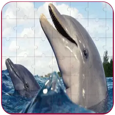 Real Dolphins Game : Jigsaw Puzzle