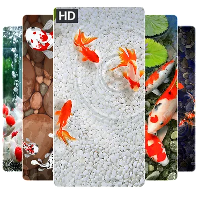 Koi Fish Wallpapers HD 4K, Koi Fish Wallpapers HD