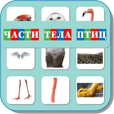 Карточки Логопеда Части тела (109)