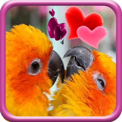 Love Birds Live Wallpaper