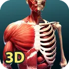 Human Anatomy 3D логотип