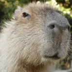 Capybara Caviidae Wallpapers логотип