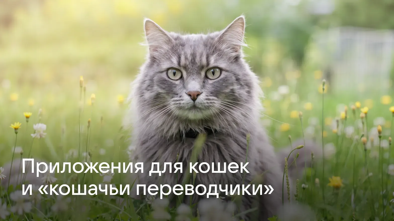 Мяу_на_понятном_лучшие_приложения_для_кошек