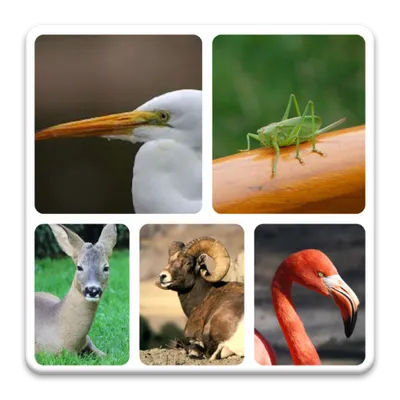 Animal Quiz