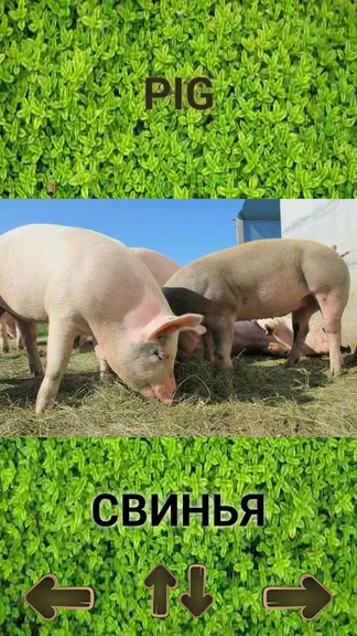 Скриншот 2/7