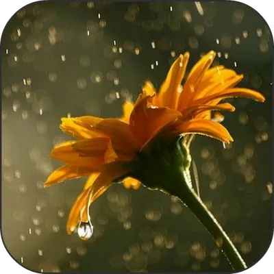 Rain Video 3D Live Wallpaper