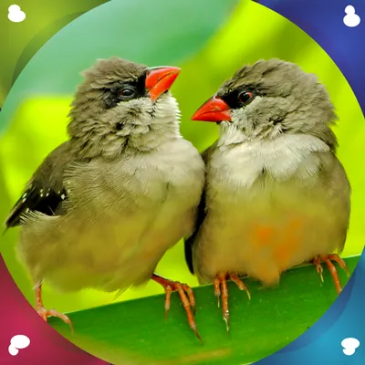 Birds Live Wallpapers