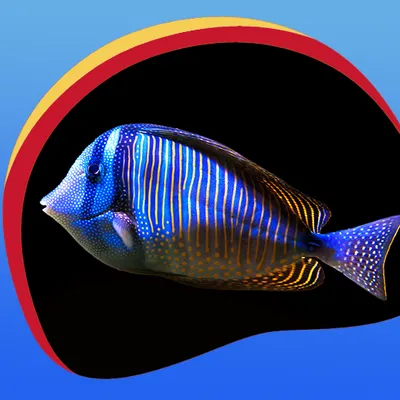 Neon Fish Live Wallpapers