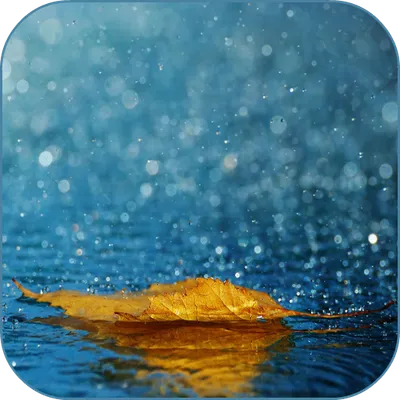 Rain Live Wallpaper