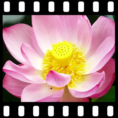 Lotus Video Live Wallpaper