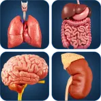 My Organs Anatomy логотип