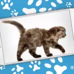 Гуляющий кот в телефоне логотип