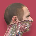 Pirogov Anatomy логотип
