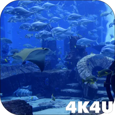 4K Aquarium Tank Video Live Wallpaper