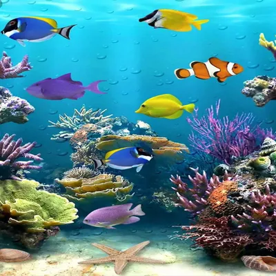 Aquarium Wallpaper HD